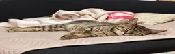 Domestic Shorthair cats for sale: Adorable kitten for adoption in Wallington - Advert 3