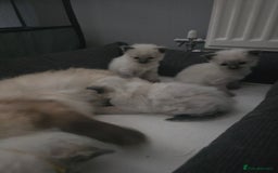 Ragdoll cats for sale: Ragdol KITTENS 😸 ♥️  - Image 9