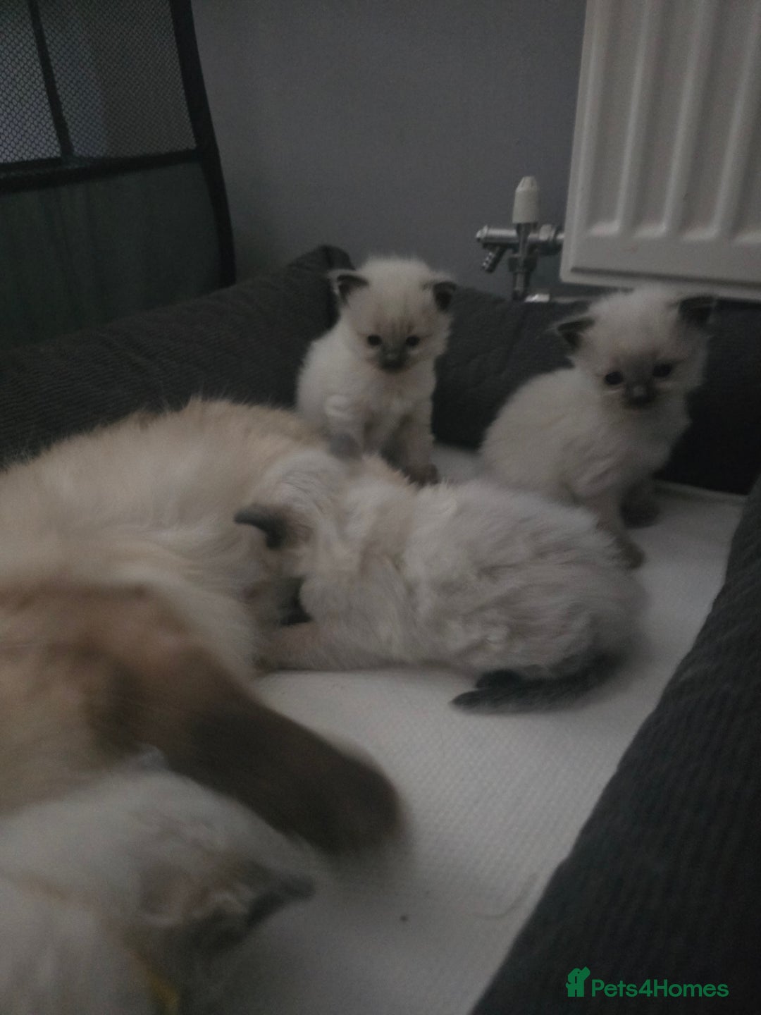 Ragdoll cats for sale: Ragdol KITTENS 😸 ♥️  - Image 9