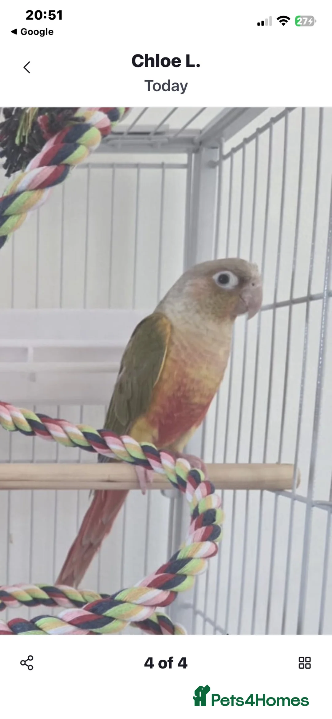 Conures birds for sale: 10 week old conure  in Rotherham - Advert 2