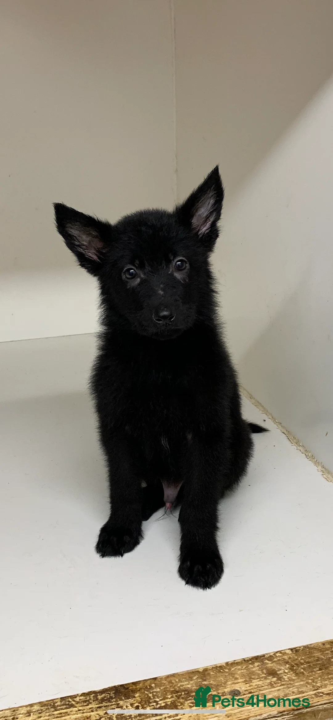 German Shepherd dogs for sale: German shepherd puppies - Advert 1