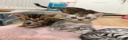 Bengal cats for sale: TICA registered pure bred Bengal kittens - Advert 3