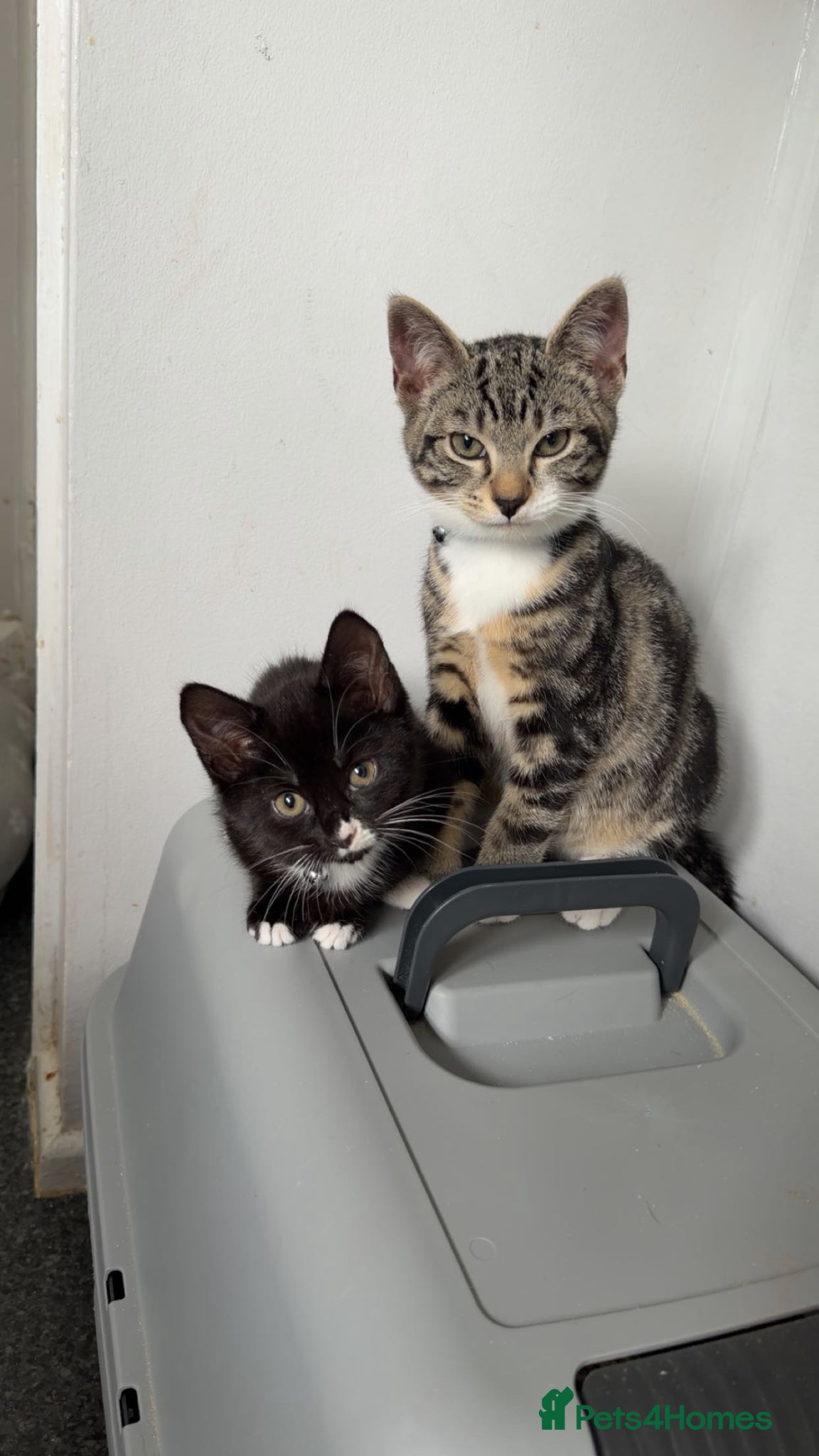 Mixed Breed cats Male and female kitten  - Advert 2