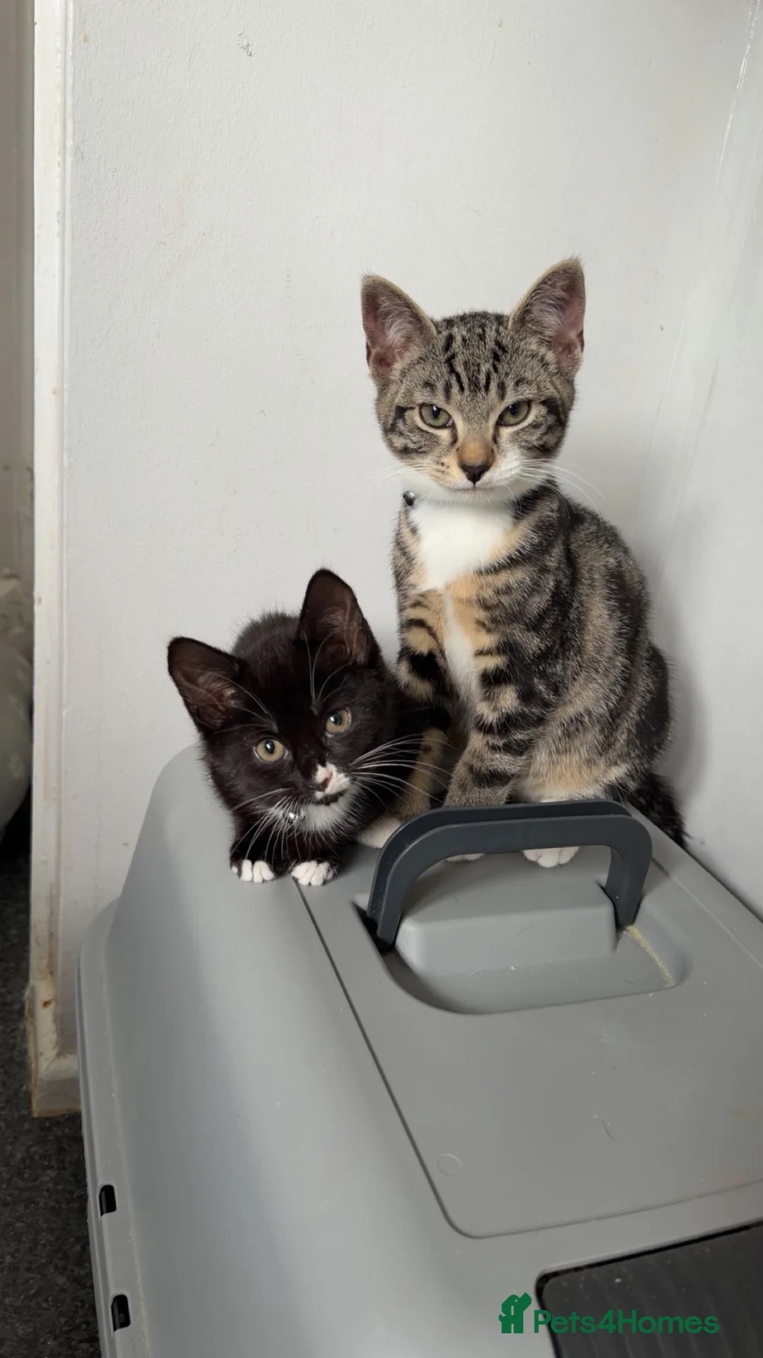 Mixed Breed cats for sale: Male and female kitten  - Advert 1