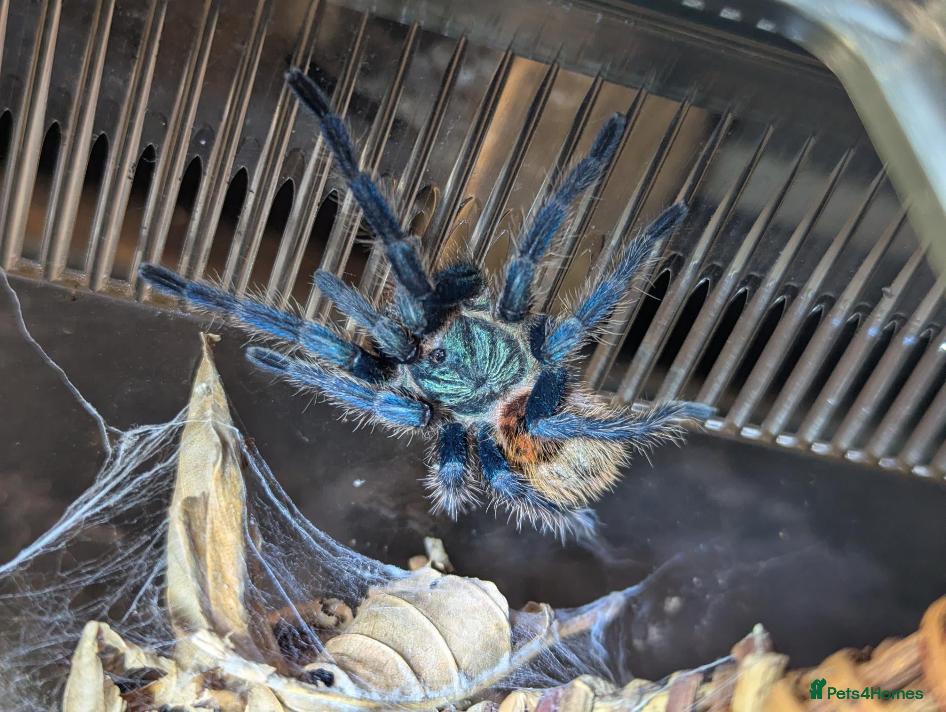Tarantulas invertebrates 2 Tarantulas & Full Equipment Bundle. - Advert 1