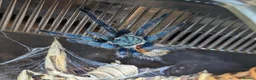 Tarantulas invertebrates for sale: 2 Tarantulas & Full Equipment Bundle. in Carmarthen - Advert 1