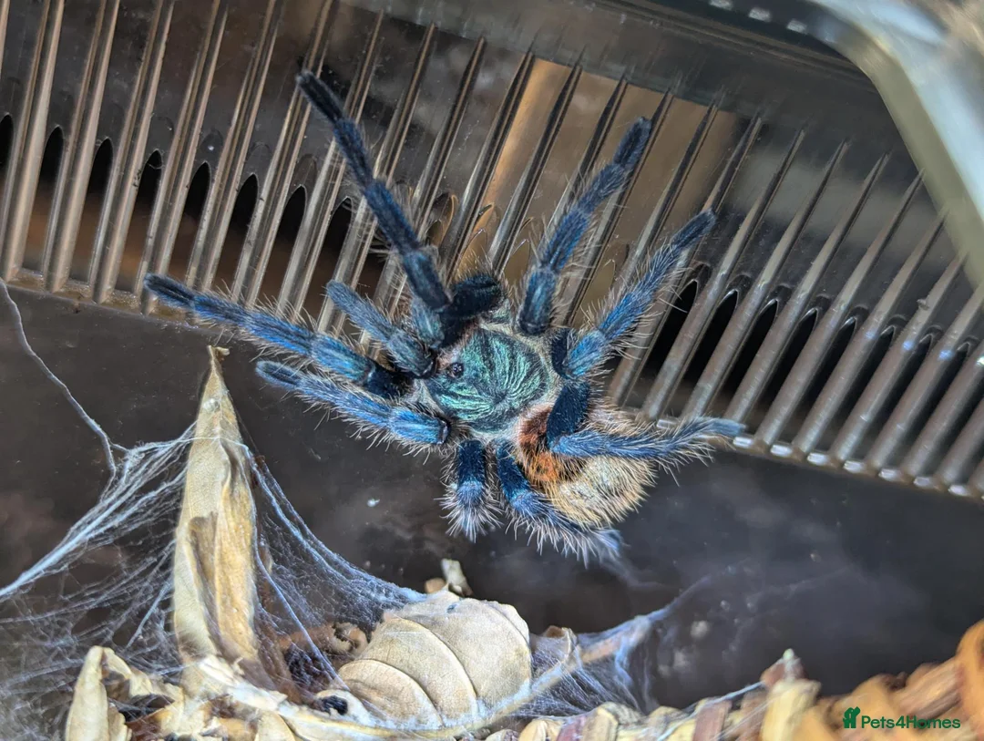Tarantulas invertebrates for sale: 2 Tarantulas & Full Equipment Bundle. in Carmarthen - Advert 1