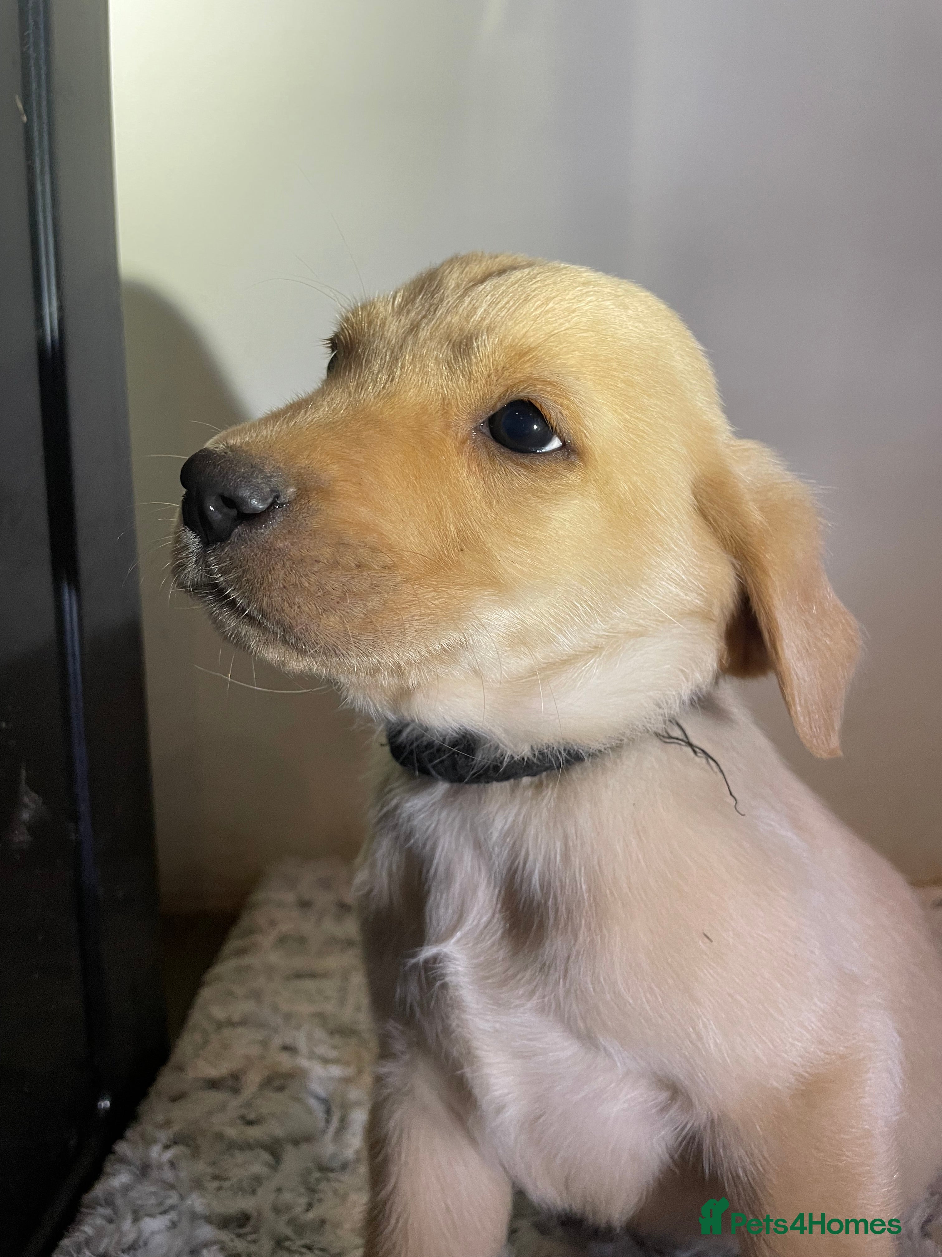 Labrador Retriever dogs All Reduced to £850 Ready to go now only 1 left - Advert 5