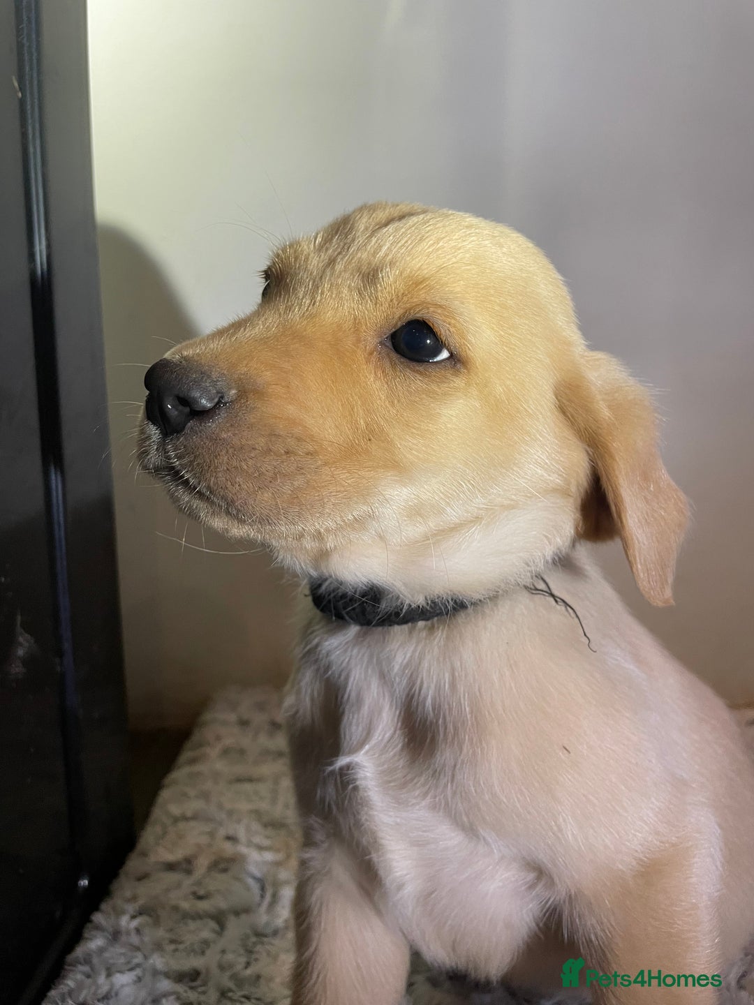 Labrador Retriever dogs for sale: Reduced to 1200 Ready to go now   - Advert 3