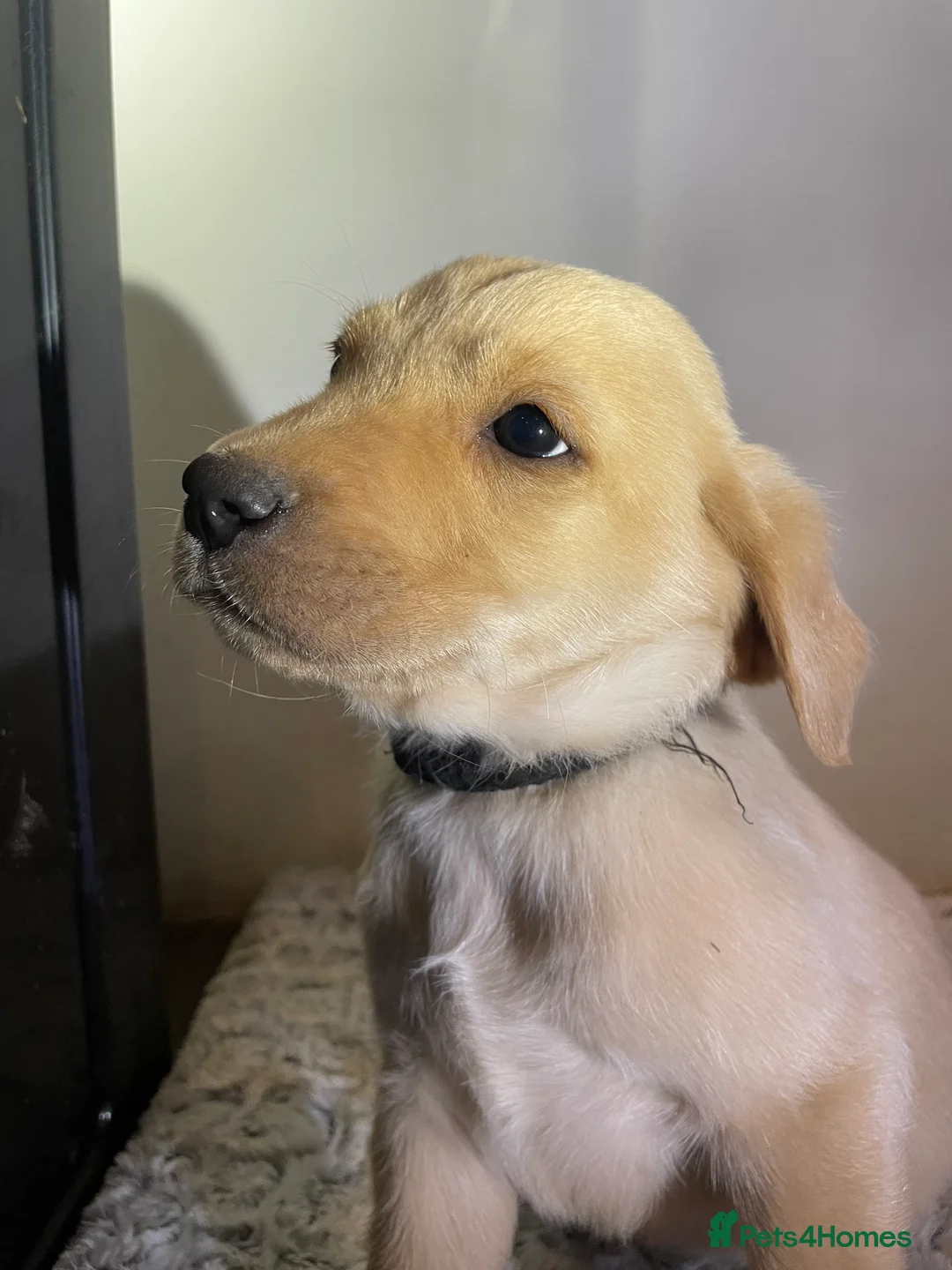 Labrador Retriever dogs for sale: All Reduced to £850 Ready to go now only 1 left - Advert 1