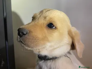 Labrador Retriever dogs All Reduced to £850 Ready to go now only 1 left - Advert 5