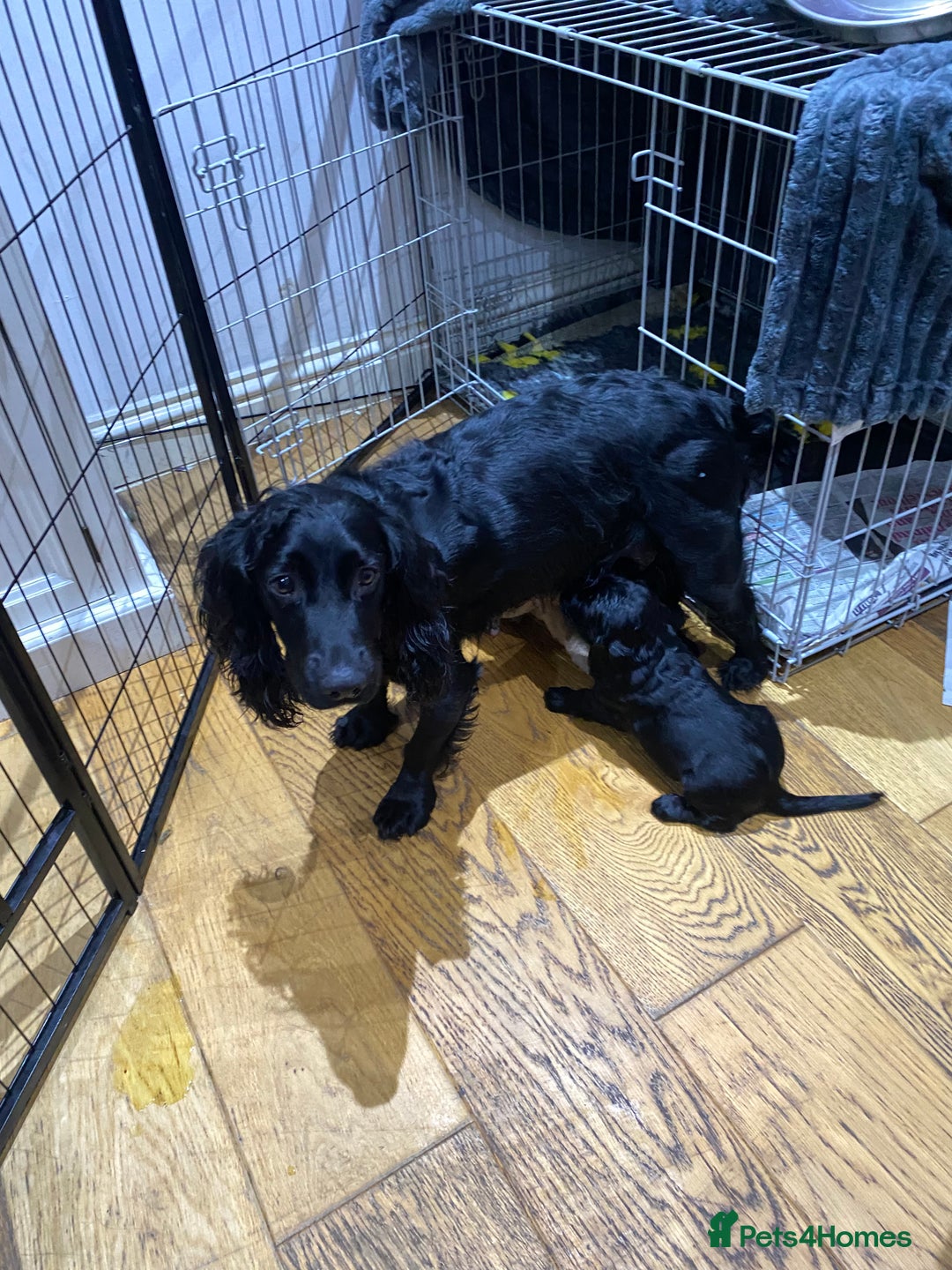 Cocker Spaniel dogs for sale: Superb Quality Royal KC Cocker Spaniel Puppies - Advert 8