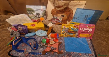 Cocker Spaniel dogs - Advert 5