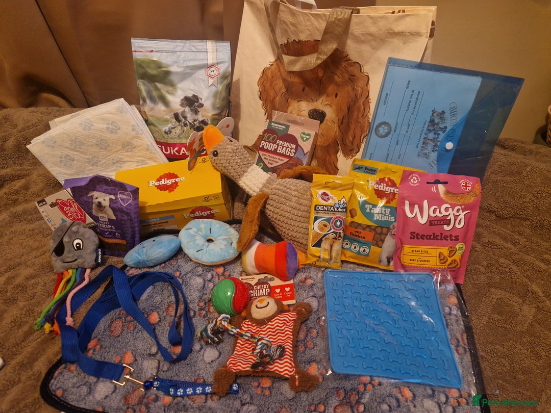 Cocker Spaniel dogs for sale: Last boy left !! working cocker spaniels - Advert 6