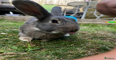 Mixed Breed rabbits - Advert 11