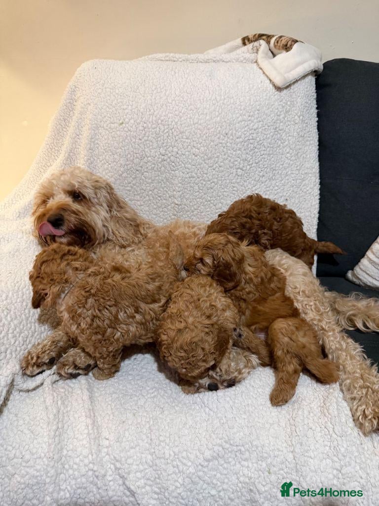 Cavapoo dogs Adorable Cavapoo Puppies For Sale - Advert 1