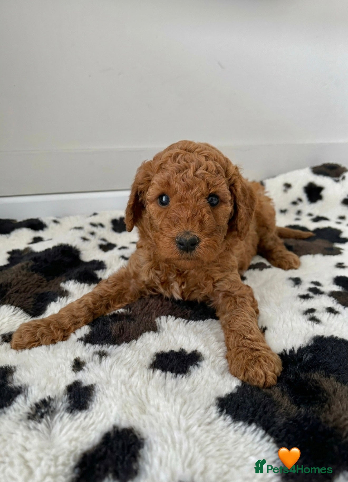 Australian Labradoodle dogs 🌟 Australian Labradoodle Puppies  🌟 - Advert 18
