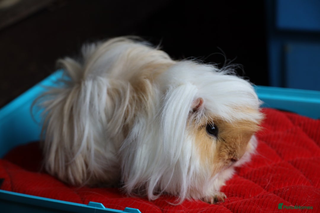 Guinea Pig rodents for sale: Peruvian long haired Boar 8 months old - Advert 3