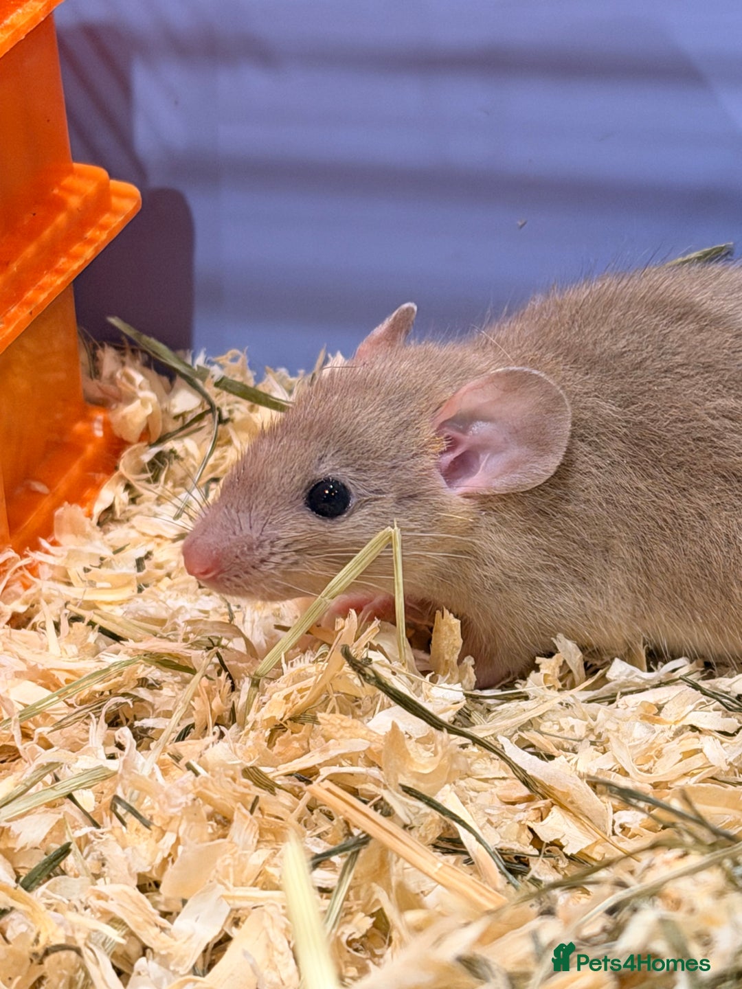 Rat rodents for sale: Adorable & Friendly Baby Fancy Rats - Advert 3