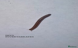 Millipedes invertebrates for sale: X1 OLIVE MILLIPEDE HAPPY TO SHIP  - Image 2