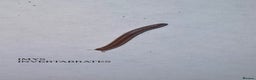 Millipedes invertebrates for sale: X1 OLIVE MILLIPEDE HAPPY TO SHIP  - Advert 2