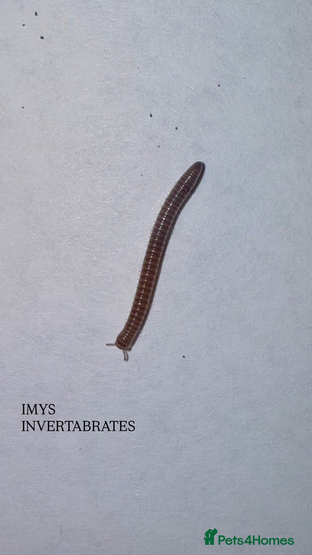 Millipedes invertebrates for sale: X1 OLIVE MILLIPEDE HAPPY TO SHIP  - Image 2