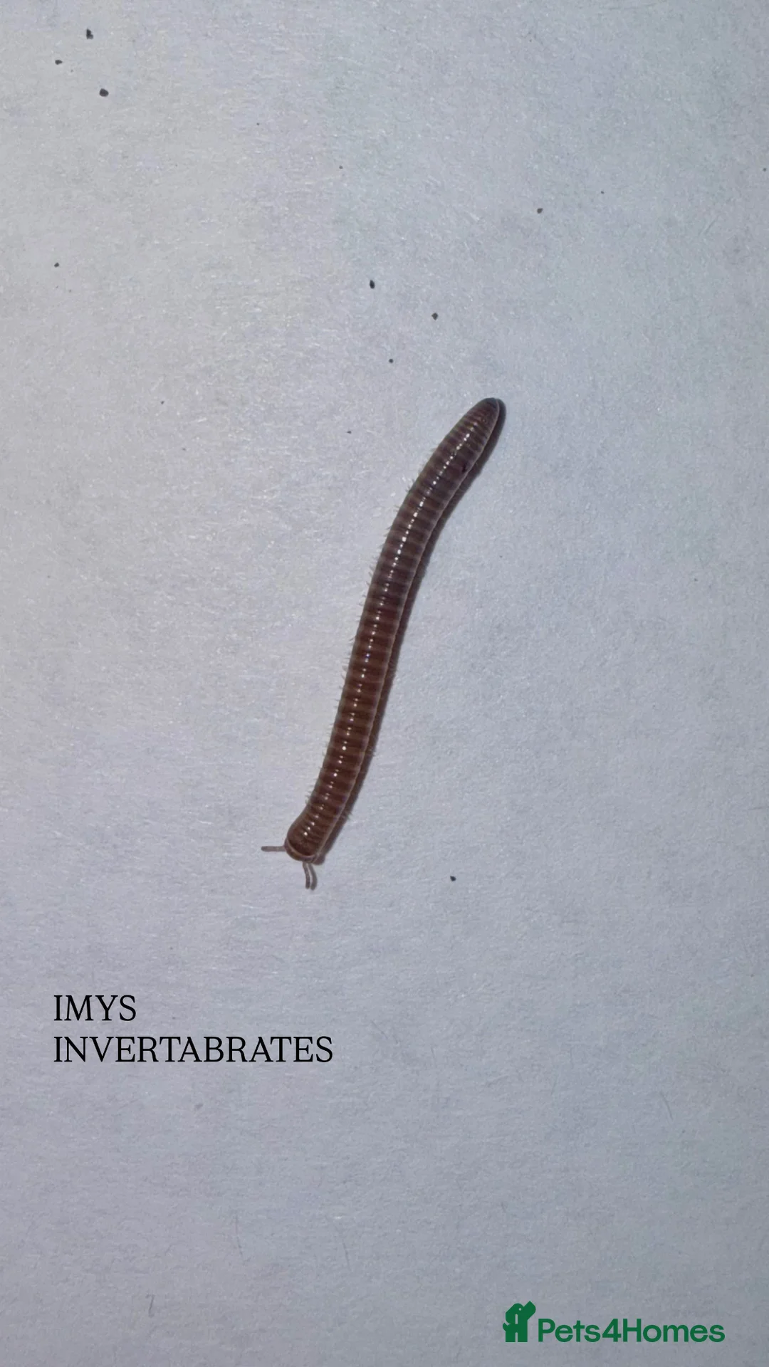 Millipedes invertebrates for sale: X1 OLIVE MILLIPEDE HAPPY TO SHIP  - Advert 2
