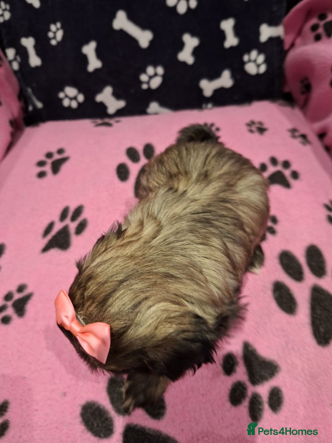 Shih Tzu dogs for sale: Shih tzu puppies ready to reserve - Advert 12