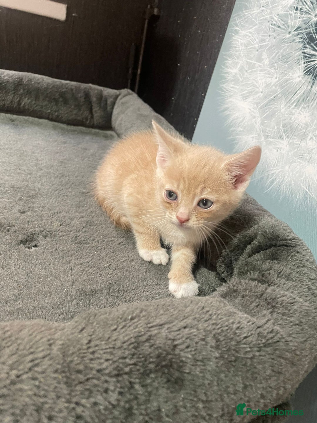 British Shorthair cats for sale: 6 beautiful kittens £60 - Image 9