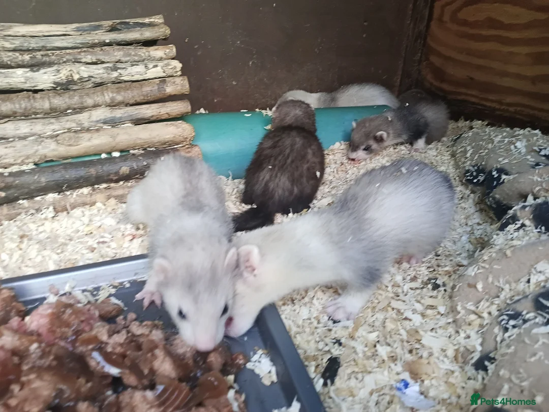 Ferret rodents for sale: Micro x semi angora - Advert 10