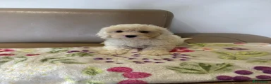 Cockapoo 2