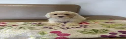 Cockapoo dogs for sale: Beautiful cockapoo - Advert 10
