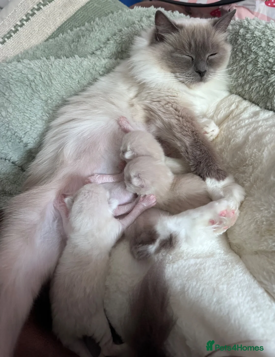 Ragdoll cats for sale: GCCF Ragdoll Kittens - Advert 2