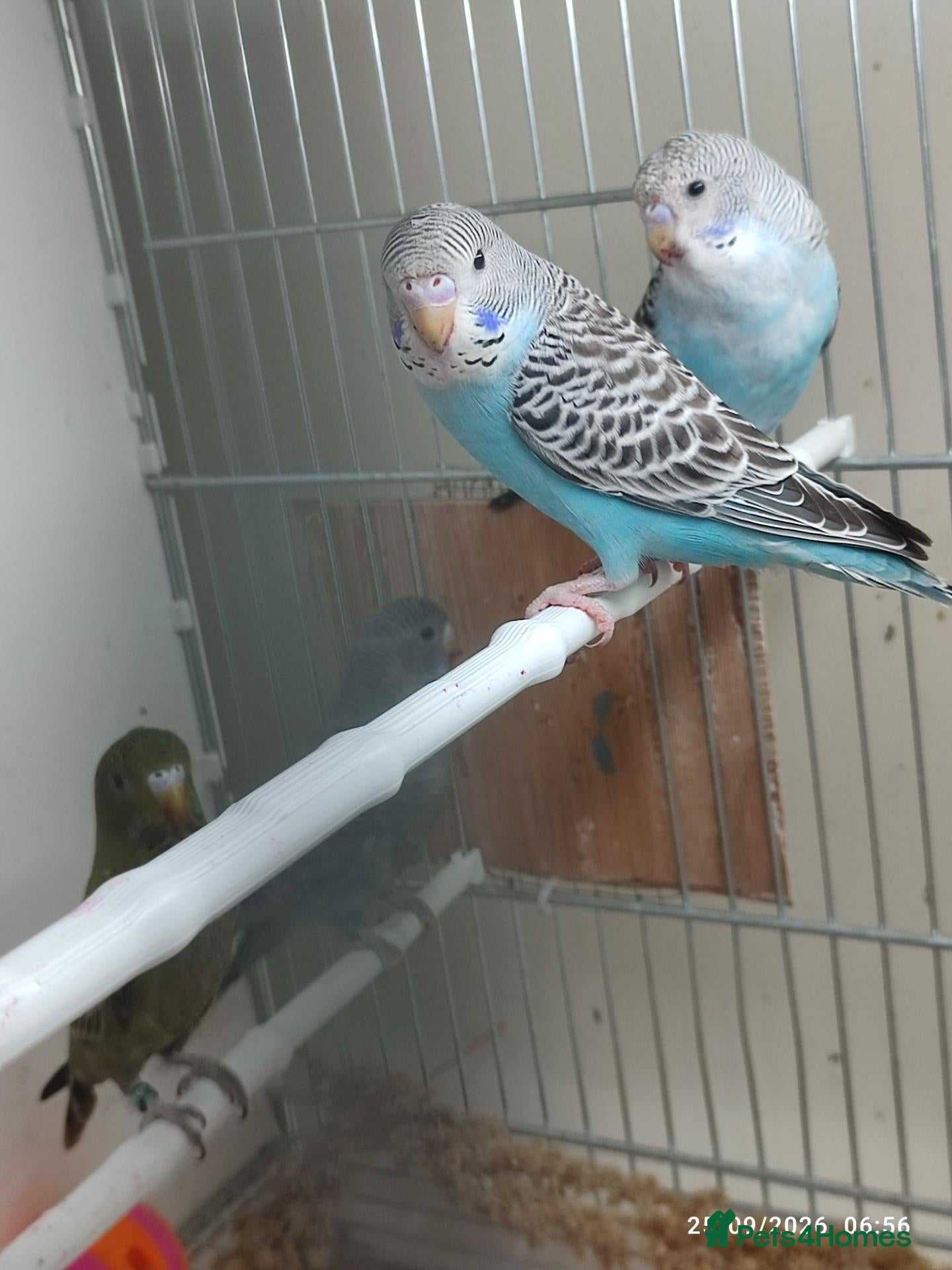 Budgerigars birds Budgies in London  - Advert 18
