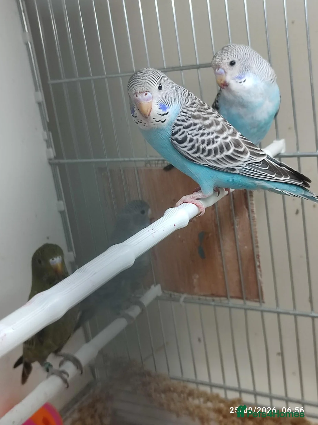 Budgerigars birds for sale: Budgies in London  - Advert 1