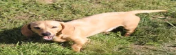 Miniature Dachshund dogs for stud: Cream Miniature Dachshund Stud in Newton Abbot - Advert 3
