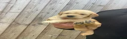 Golden Retriever dogs for sale: ⭐ KC Registered Golden Retriever Puppies ⭐️  - Advert 41