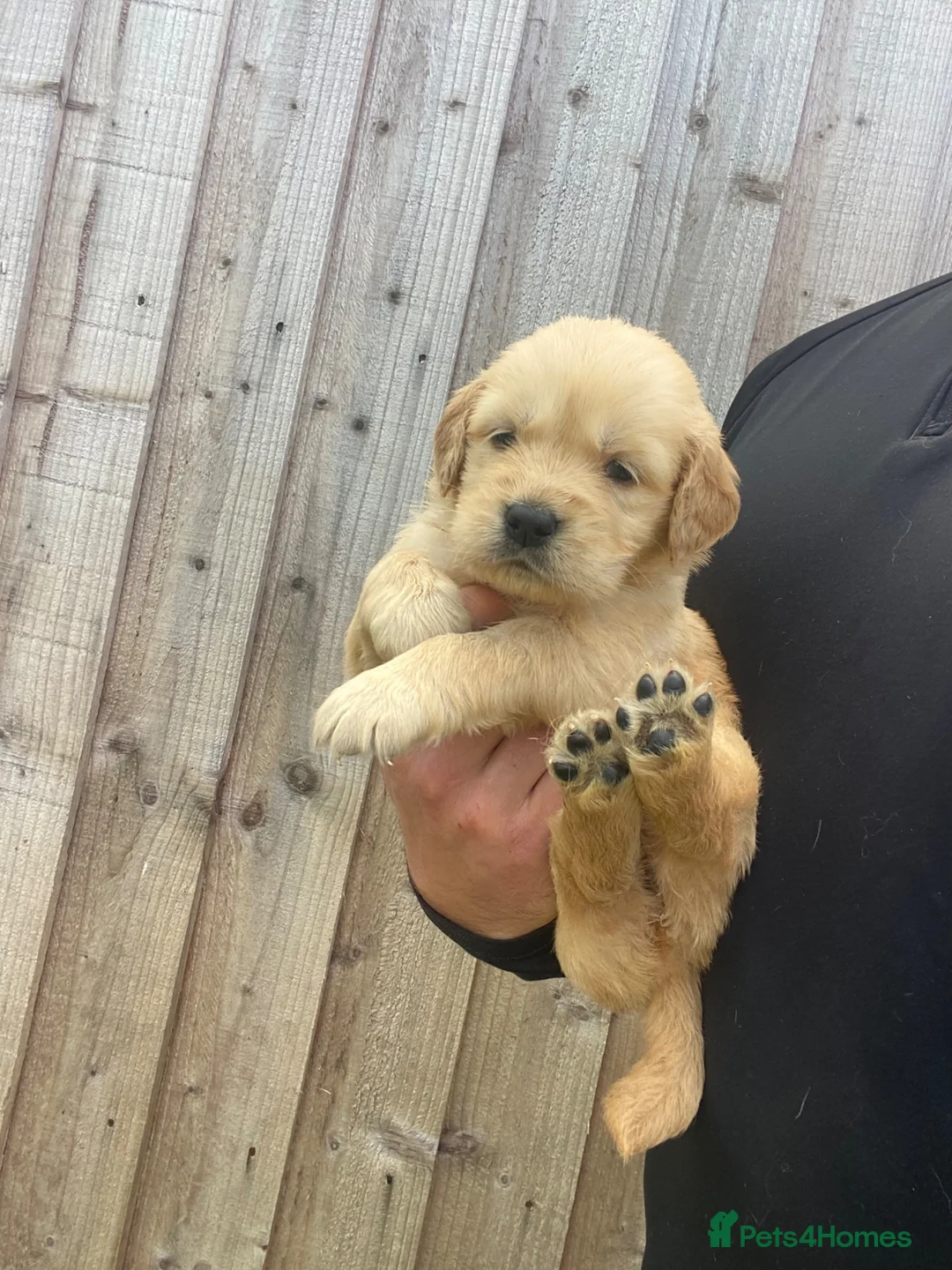 Golden Retriever dogs for sale: ⭐ KC Registered Golden Retriever Puppies ⭐️  - Advert 41