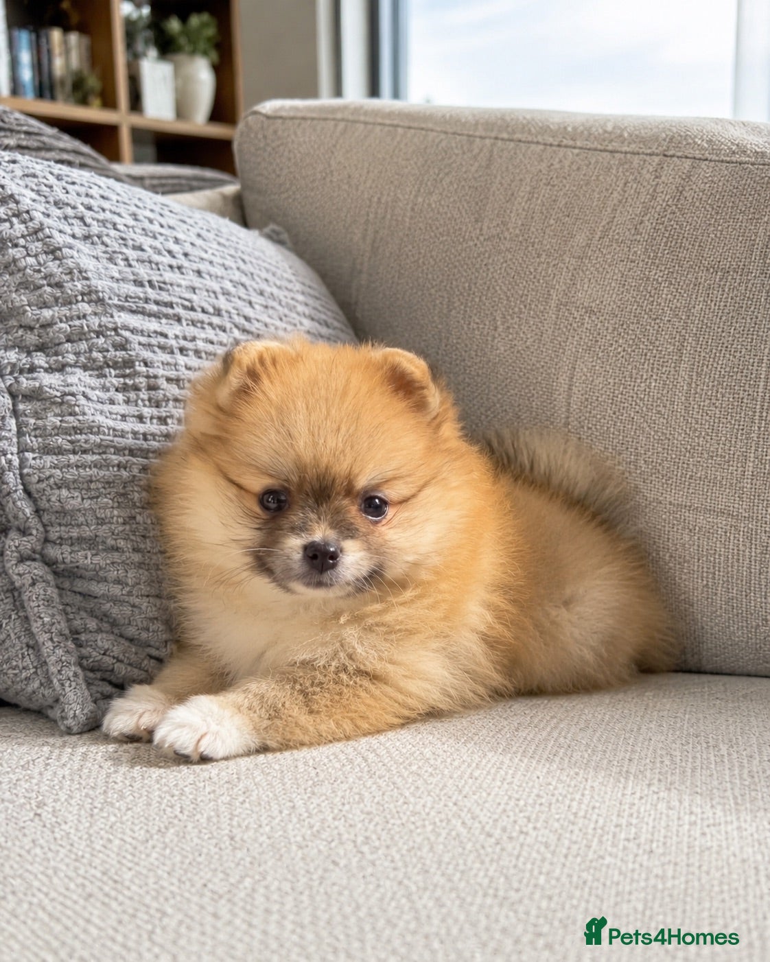 Pomeranian dogs 🐾 Beautiful Pomeranian Puppy 🐾 - Advert 1