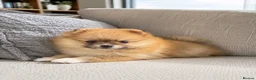 Pomeranian dogs for sale: 🐾 Beautiful Pomeranian Puppy 🐾 in Twickenham - Advert 1