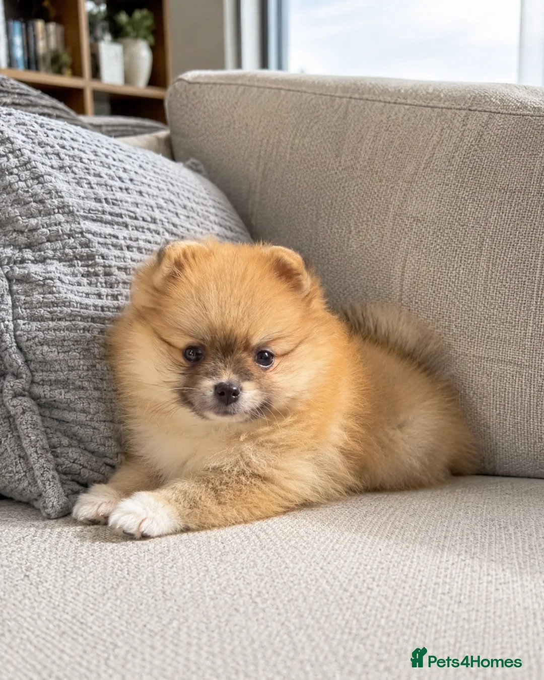Pomeranian dogs for sale: 🐾 Beautiful Pomeranian Puppy 🐾 in Twickenham - Advert 1