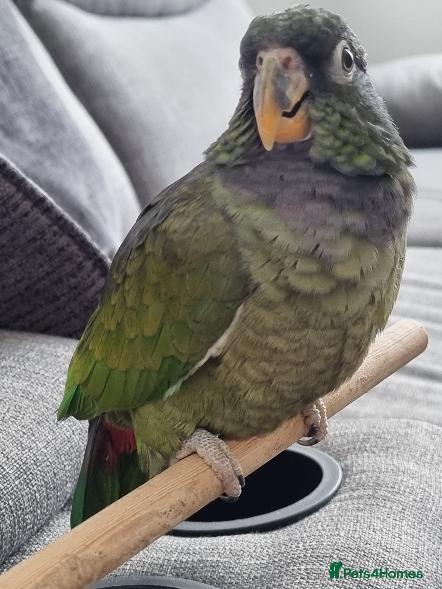 Parrots birds for sale: Maximilian pionus parrot  - Advert 4