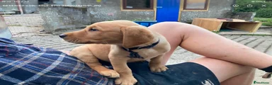 Labrador Retriever 1