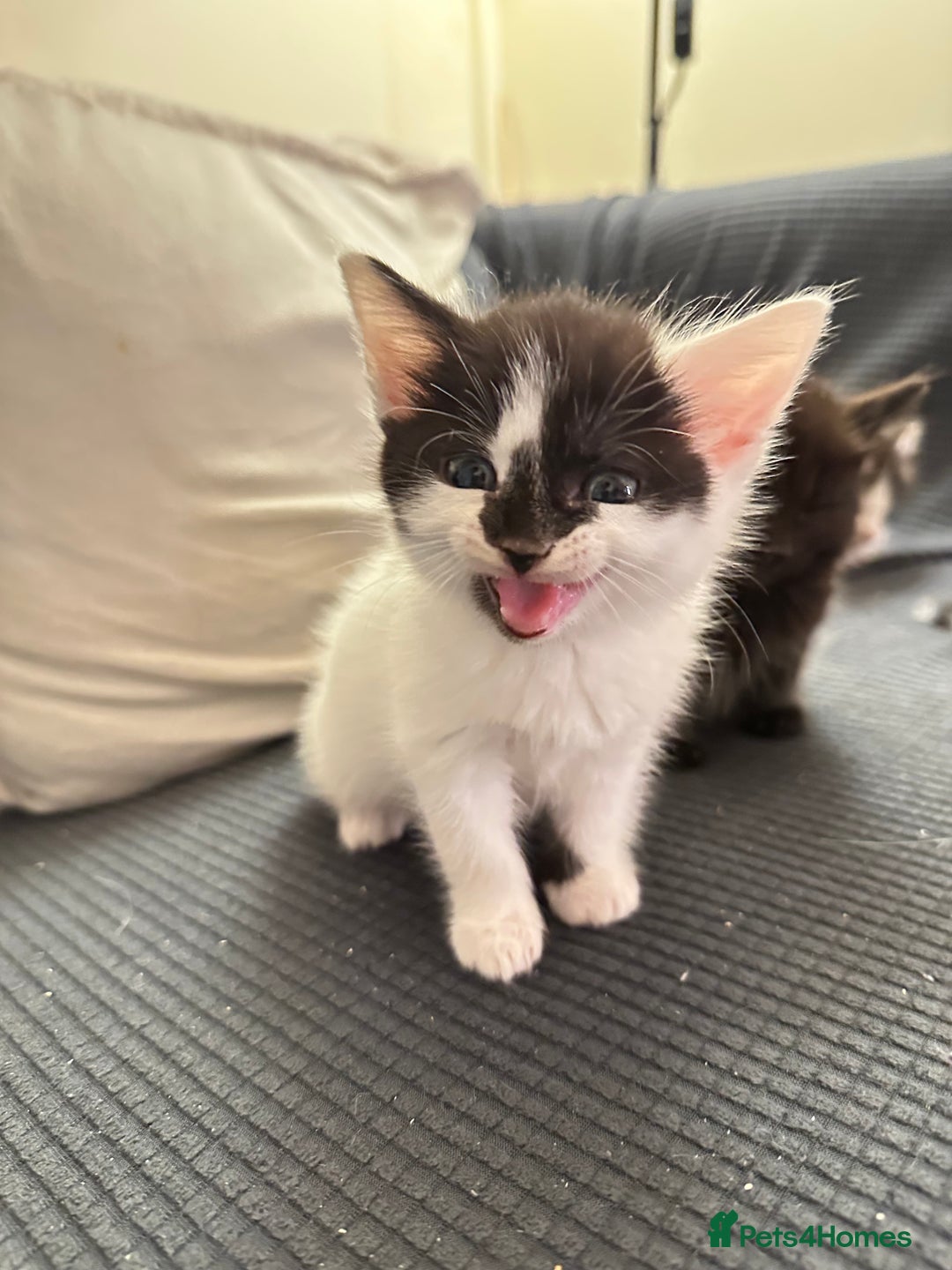 Domestic Shorthair cats for sale: short and long hair kittens ready to go - Image 14