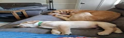 Labrador Retriever dogs for sale: Dave Nunn in Sleaford - Advert 11