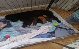 Cockapoo dogs for sale: Gorgeous Cockapoo puppies - Image 2