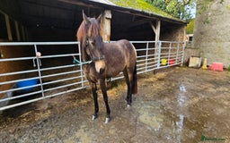 Andalusian horses for sale: Full or Part Loan - Advert 25