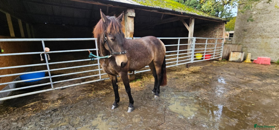 Andalusian horses for sale: Full or Part Loan - Advert 25