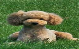 Cavapoo dogs for sale: Gorgeous F1b Toy Cavapoo Babies   - Image 13