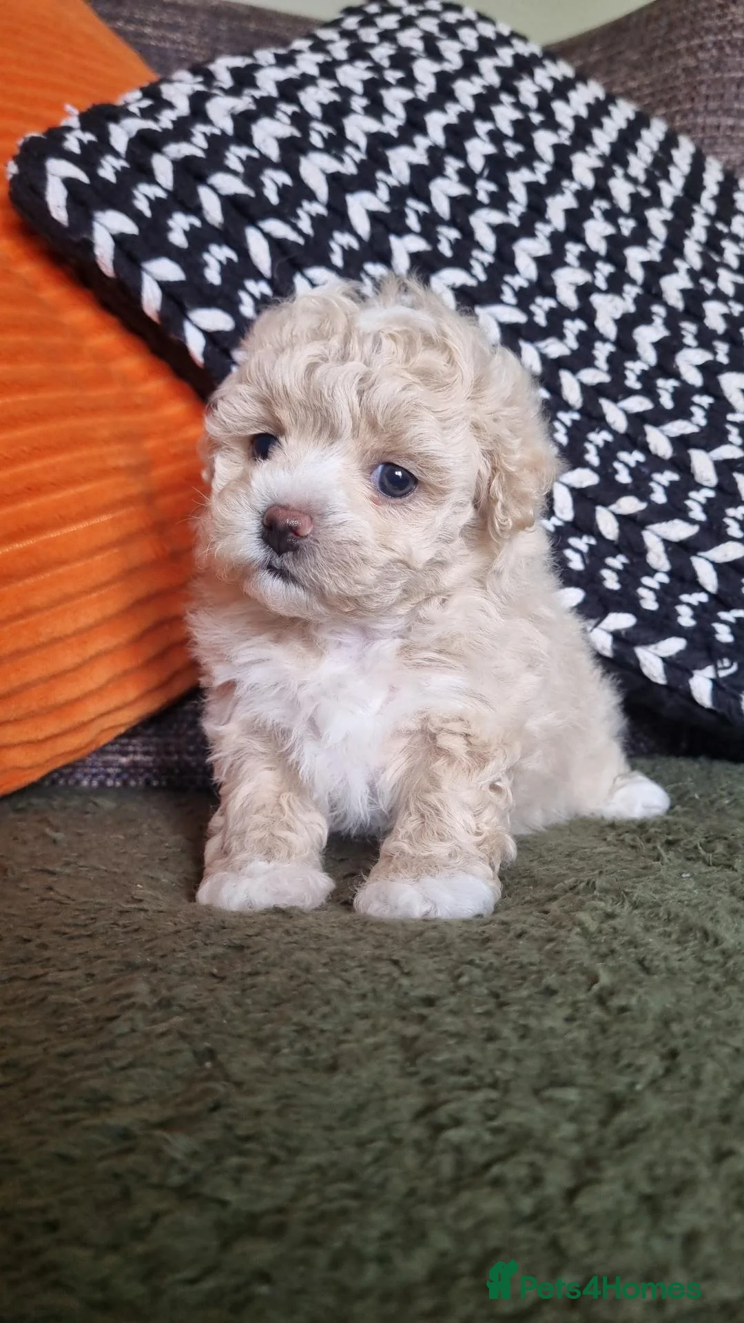 Maltipoo dogs for sale: 🐶Miniature Maltipoo,looking for Furever homes🏡  - Advert 15